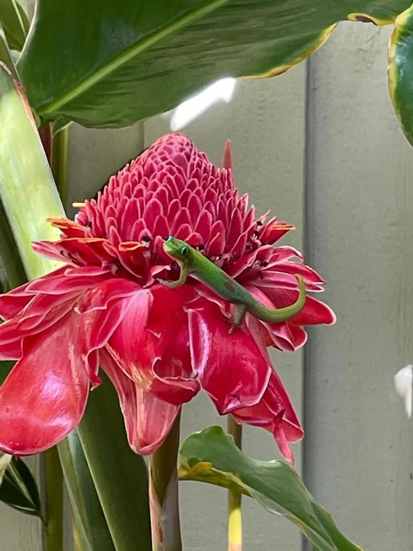 Hale Kamaole 341 Villa Wailea 0*,  Amerikai Egyesült Államok